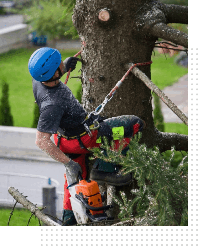 A man in blue helmet and red shirt working on tree.